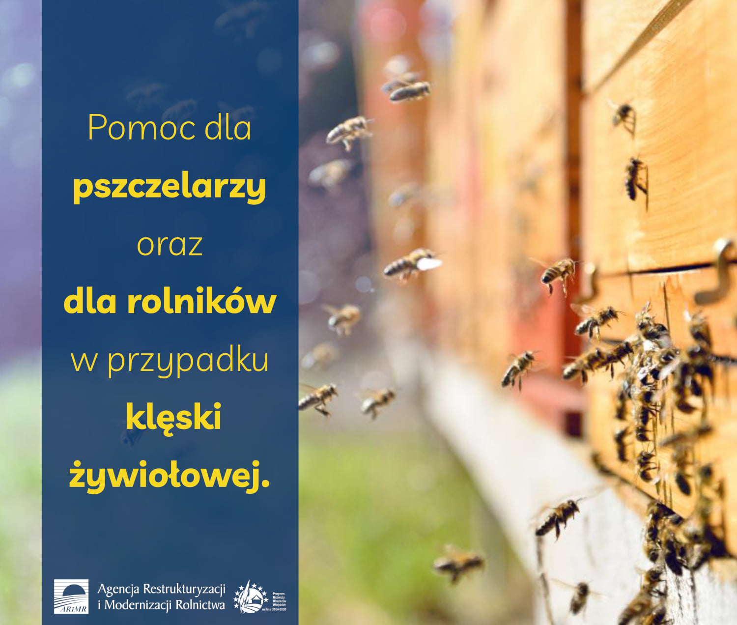 Rusza pomoc dla pszczelarzy